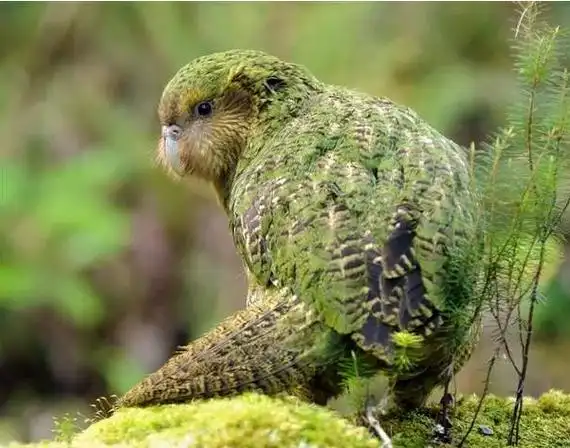 世界上不会飞的鹦鹉鸮鹦鹉没有龙骨很难控制