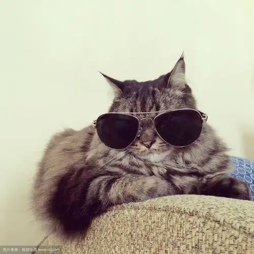 猫戴眼镜头像_第4页