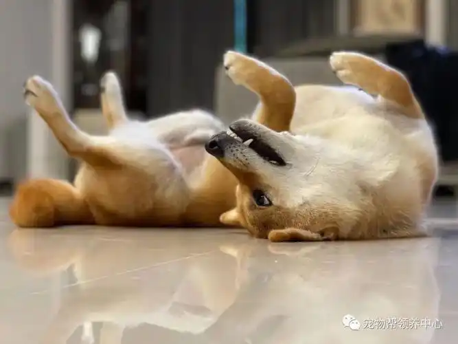 坚决反对养狗的妈妈,竟趴在地上给小柴拍照,狗狗:没有我搞不定的人类