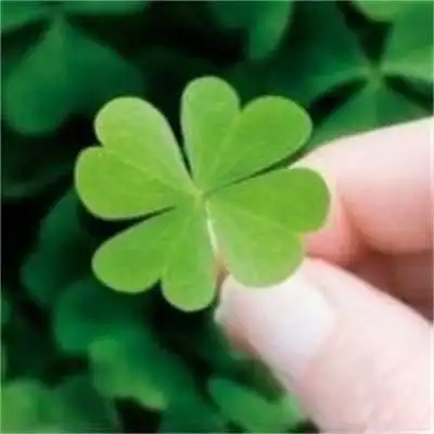 好看的四叶草图片头像 四叶草最漂亮图片唯美头像大全_女生头像_美头