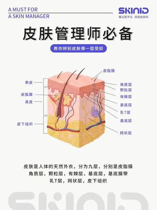 93皮肤是人体的天然外衣,分为九层,分别是皮脂膜,角质层,颗粒层,有