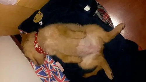 帮忙看下小金毛肚皮是怎么了,前些日子肚子有点掉皮,后来好了结疤变成