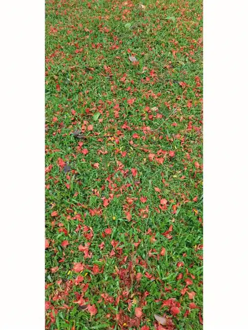 落红不是无情物化作春泥更护花