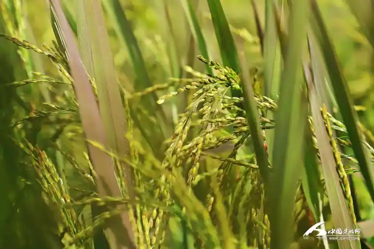 组图景阳镇稻穗香里说丰年