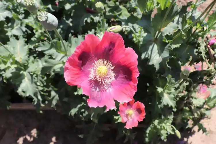 基部有深色斑点,但是由于品种关系,罂粟的花瓣颜色还有粉至红色的变异