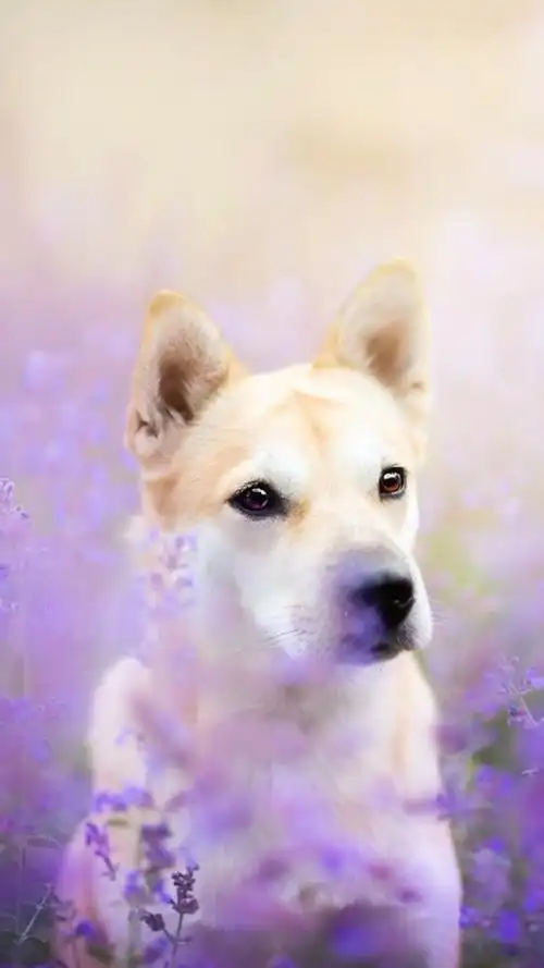 可爱宠物狗狗图片合集高清手机壁纸-动物-壁纸下载-美桌网