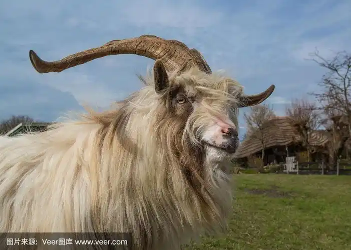 长角,长毛荷兰羊