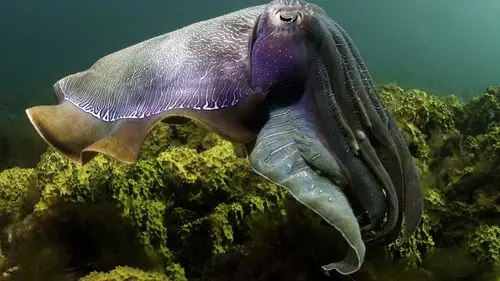 under the sea 3d 海底世界3d 高清壁纸 #2 - 1920x1080