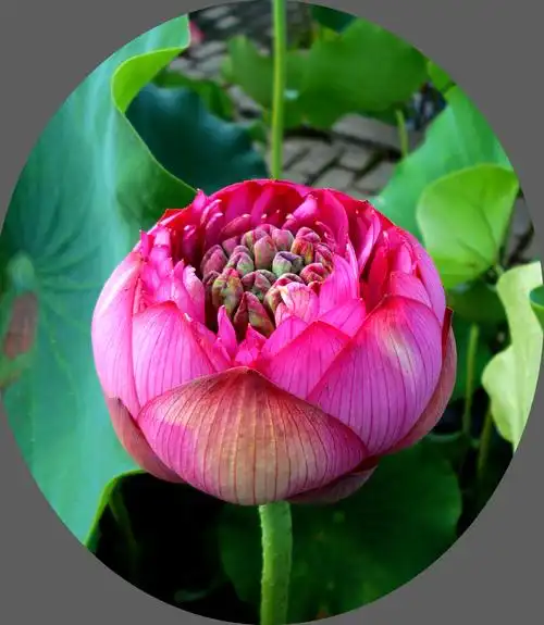 映日荷花别样红武汉东湖荷花盛开