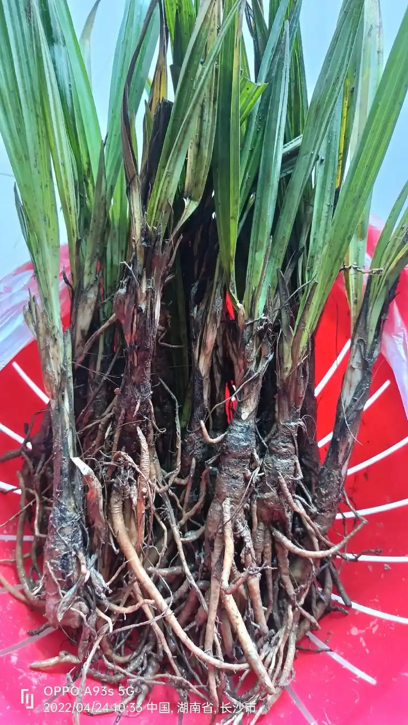 抖音图文来了 #记录真实生活 独脚丝茅根,刚从深山老林采挖 - 抖音