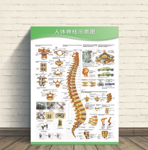 人体脊柱示意图疾病健康疗法脊柱固定方法人体解剖图医院宣传海报