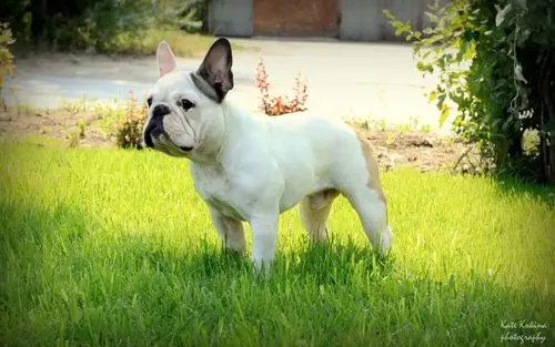 卖萌的宠物狗狗法国斗牛犬可爱图片桌面壁纸第一辑