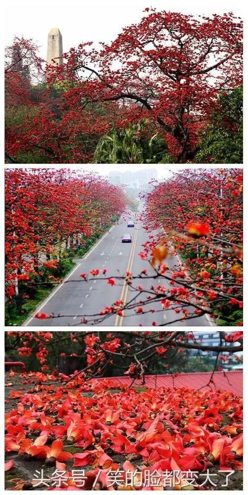木棉花的花语是什么(关于木棉花唯美句子)