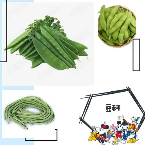 蔬菜的种类 - 美篇