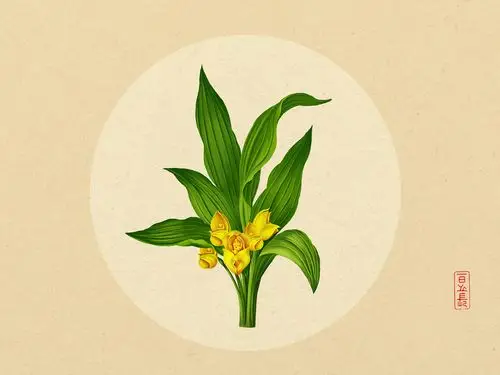 植物插画系列(三)