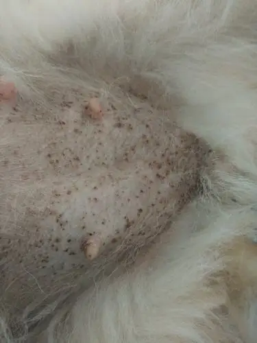 家里小博美怀孕了,肚子上有很多黑点,请问是什么