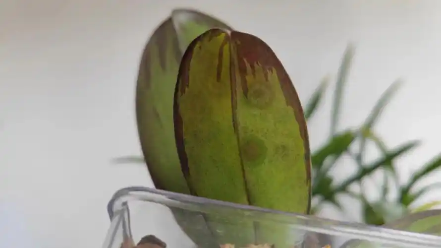 多亏发现及时,查了查资料以及请教大神,说这是蝴蝶兰常见轮状病毒感染