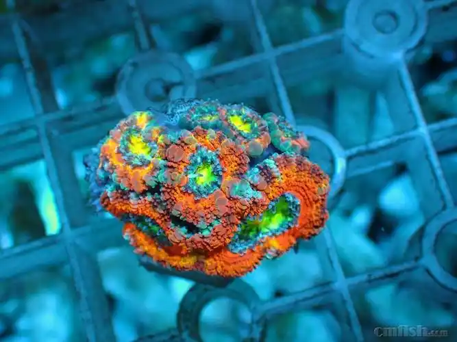 沙巴火柴,榔头印尼纽扣脑 印尼金飞盘 绿单苞 澳洲糖果脑