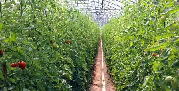 西红柿长多高才打顶|植株|种植|侧枝|蔬菜|多肉植物_网易订阅