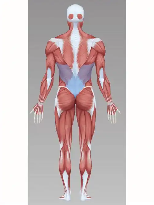 日常活动中对背阔肌的使用包括:单手从地上提起一个物体,做俯卧撑及