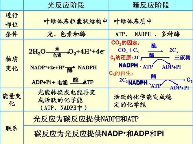 4 能量之源——光与光合作用(4)(人教版必修1)ppt