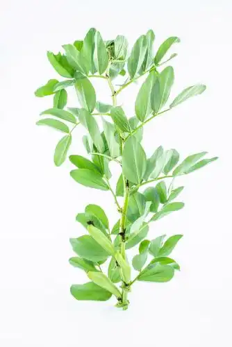 一棵新鲜蚕豆苗 蚕豆