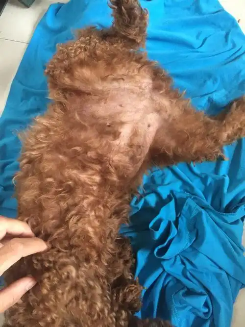 泰迪肚子这样,是不是有狗狗了?