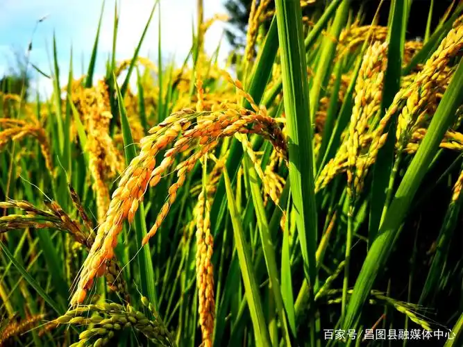 「农民丰收」稻花香里说丰年