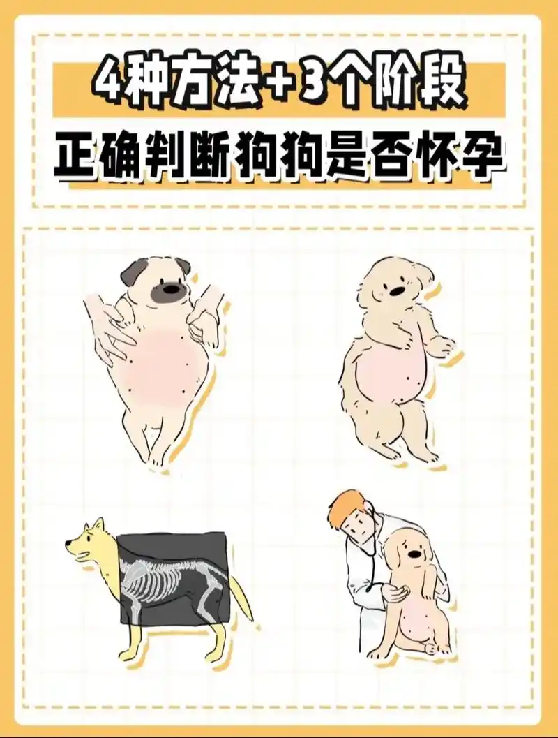 怎么判断狗狗怀孕?#狗狗怀孕 #九猫儿宠物医师 #科学养宠 - 抖音