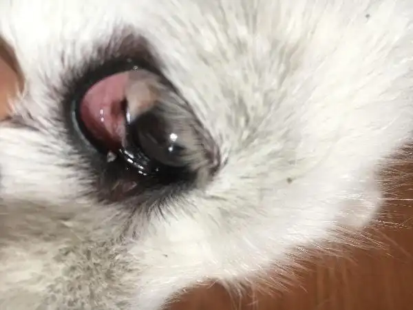 狗下面眼皮边缘长了一个小痘 不是圆的 硬硬的 之前用东西给她弄掉了