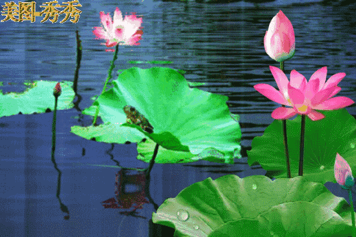 520_346gif 动态图 动图