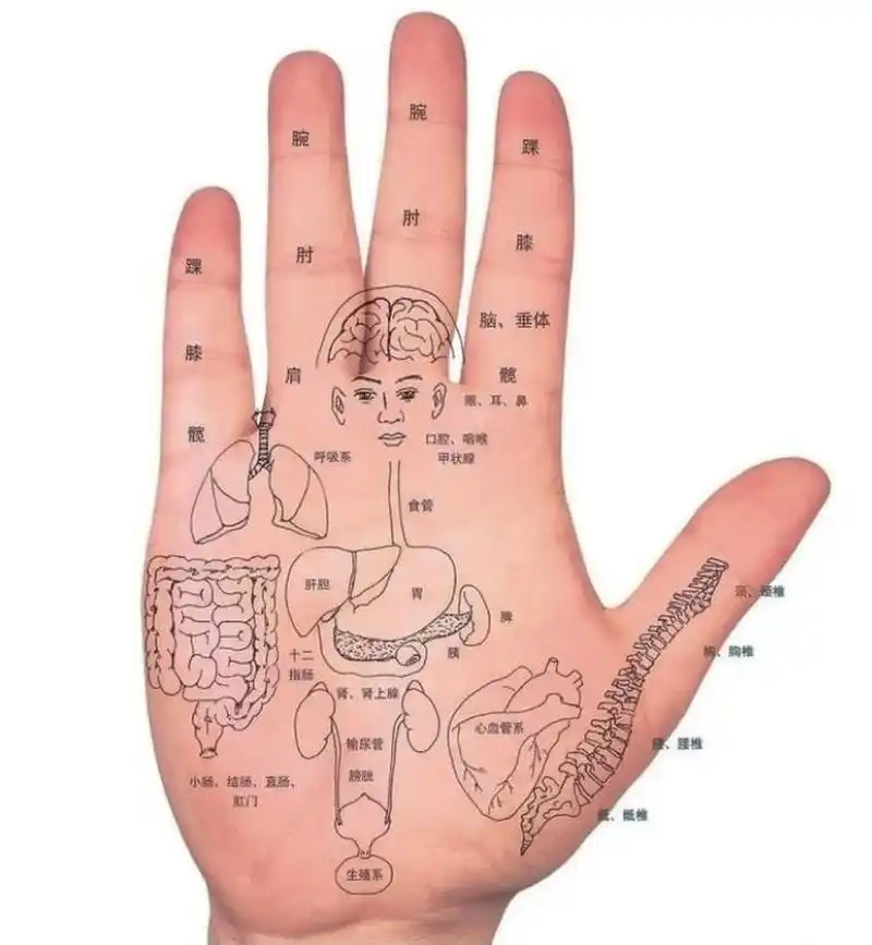 手掌并拢有缝者,通常漏财;反之,并拢无缝能守