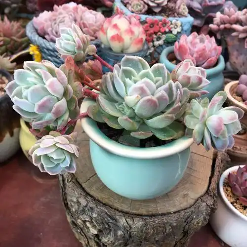 多肉植物冰梅多头群生一物一拍红边桌面阳台多肉植物