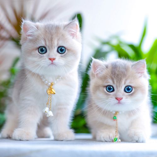 纯种蓝金渐层宠物幼猫血统英国短毛猫活体小猫活物英短猫深圳猫舍