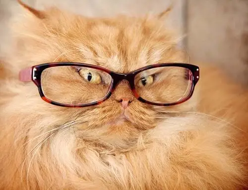 加菲戴着眼镜,看起来很严肃.