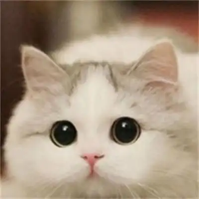 萌宠图片大全可爱小猫卖萌可爱小猫咪个性微信图片大全
