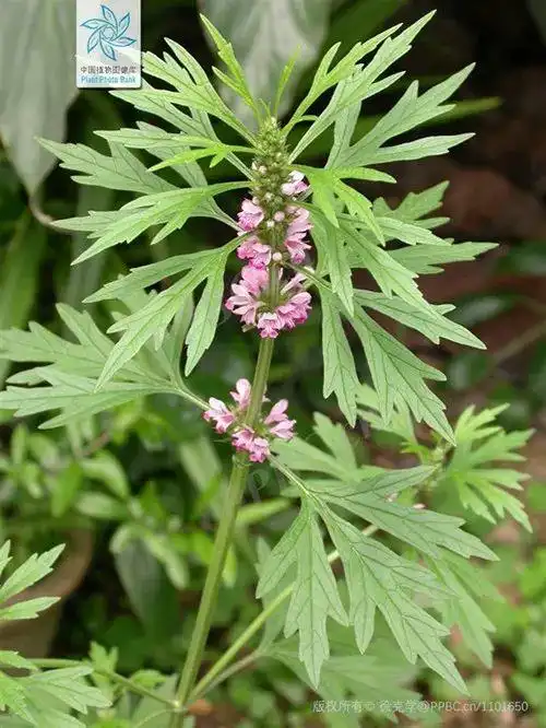 妇科良药益母草