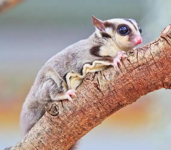 揣兜里的宠物—蜜袋鼯