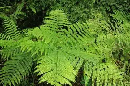 金鸡尾的功效与作用_金鸡尾的药用价值_中草药_中医养生_养生之道网