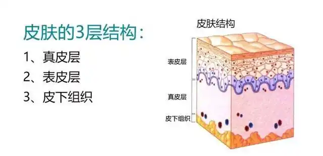 首先皮肤分为三层