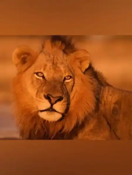 回忆坏男孩雄狮联盟老六撒旦-度小视