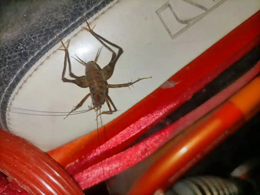 灶马蟋,一种我不太常见的蟋蟀,传说是灶王爷的坐骑,不过却出现 - 抖音