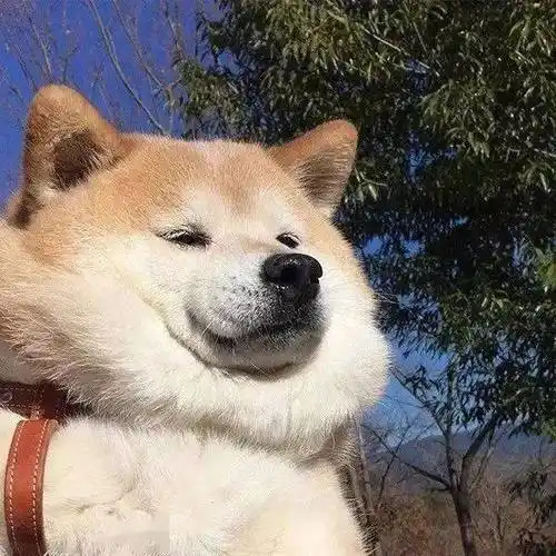 女头像搞笑沙雕笑死人欠揍单身狗 - 搞笑个性头像!