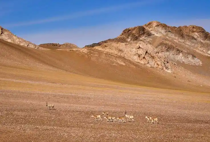 (环境)新疆阿尔金山保护区藏羚进入交配高峰期_新华社_自然保护区