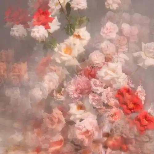 温温柔柔的高质量文案,惊艳世俗,让你心动!