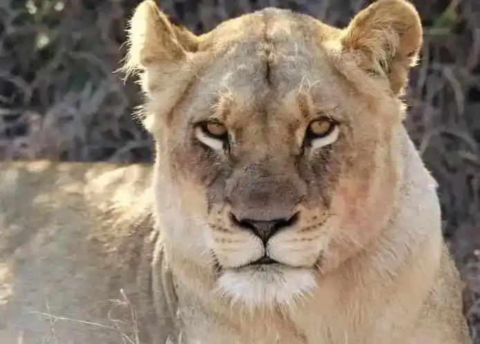 坏男孩联盟 #雄狮 #动物世界 #母狮 渥太华女王胖姨瘦姨 - 抖音