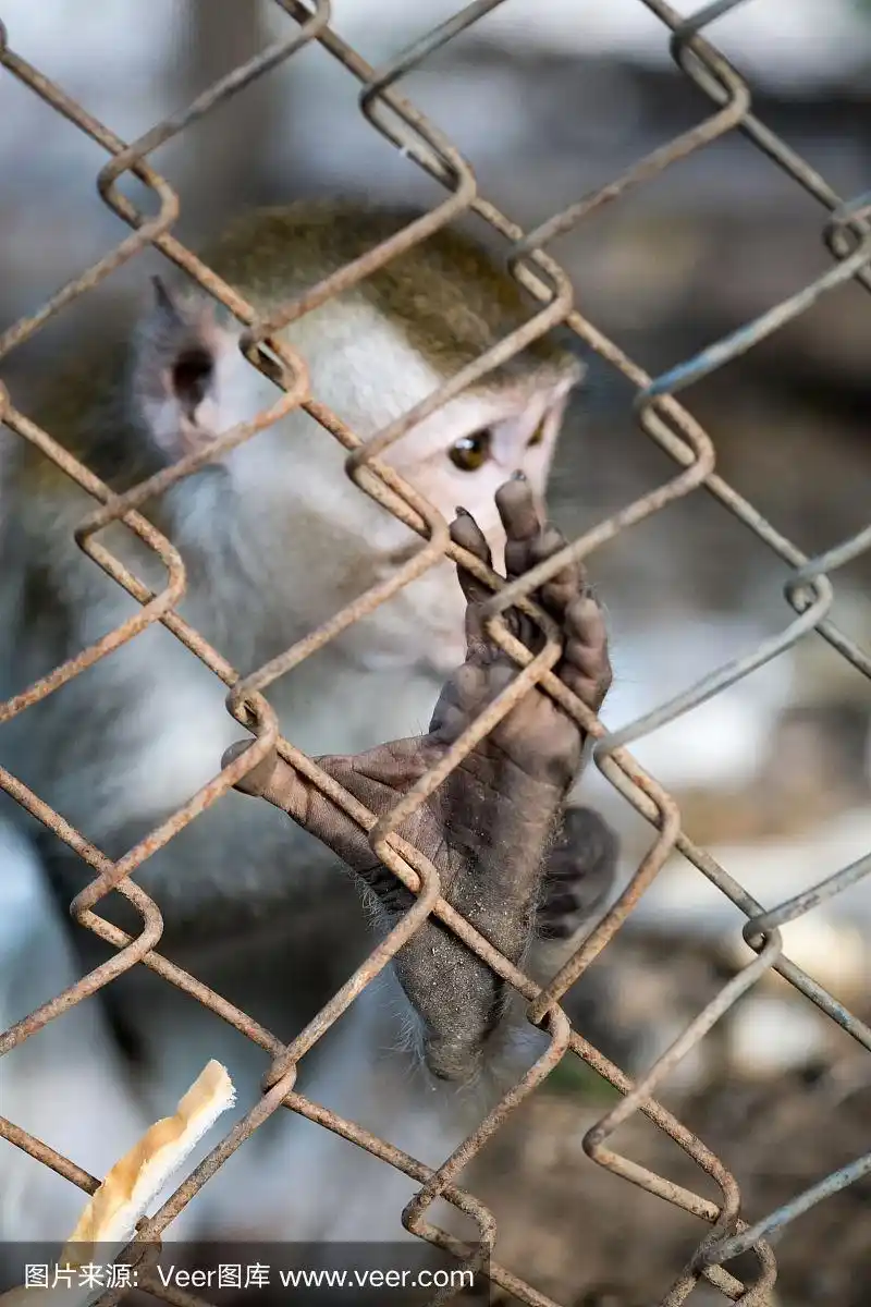 猴子在笼子里