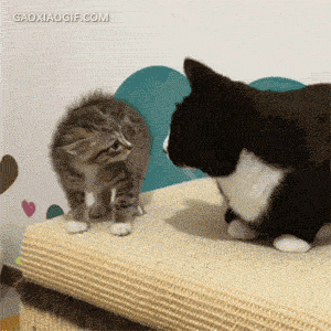 小喵都怕得炸毛了.