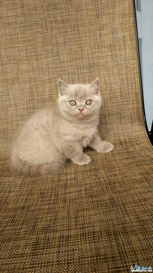 纯种英国短毛猫,稀有色,纯丁香弟弟,肥嘟嘟胖乎乎的