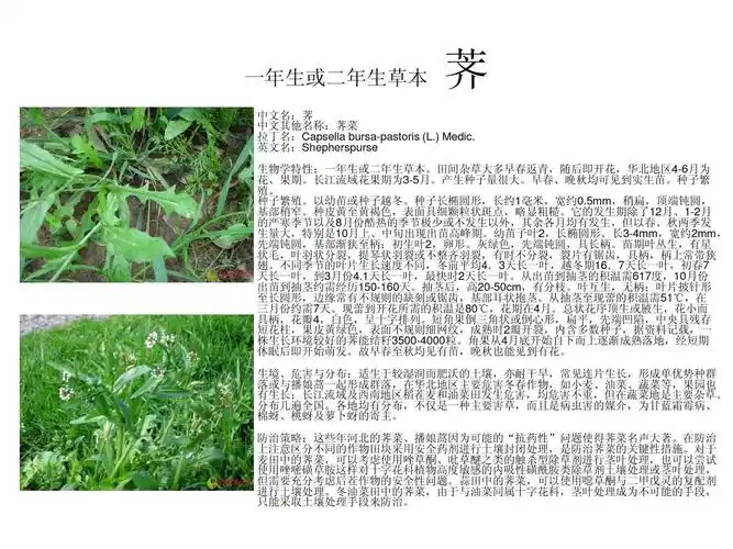 【蓝雨leo】北方常见农田杂草图谱ppt